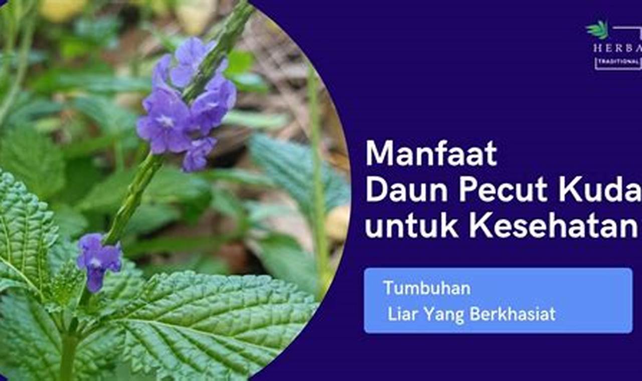 Temukan Khasiat Daun Pecut Kuda yang Jarang Diketahui